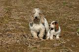 PTIT BASSET GRIFFON V.  038